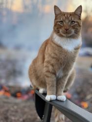 Lost Male Cat last seen Massengill pond rd, Johnston County Rd, NC 27501