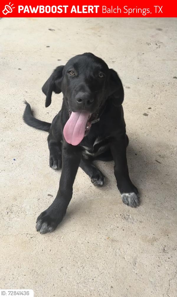 Lost Male Dog last seen Quail dr and Pioneer , Balch Springs, TX 75180