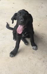 Lost Male Dog last seen Quail dr and Pioneer , Balch Springs, TX 75180