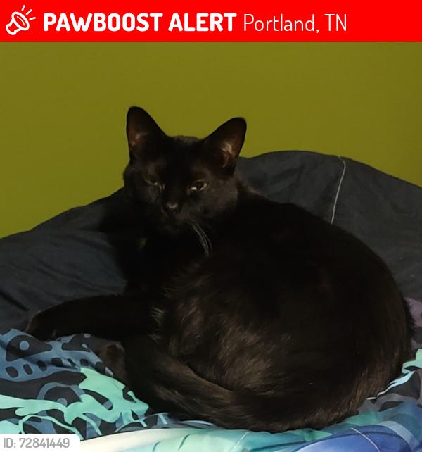 Lost Female Cat last seen Edwards Lane and Chad St, Portland, TN 37148