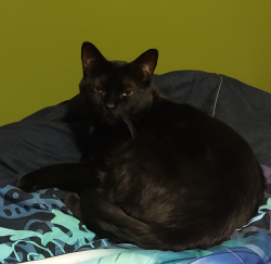 Lost Female Cat last seen Edwards Lane and Chad St, Portland, TN 37148