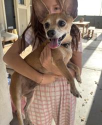 Found/Stray Male Dog last seen Greenfield germann, Gilbert, AZ 85297