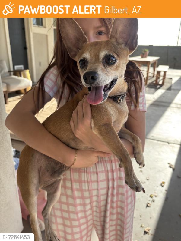 Found/Stray Male Dog last seen Greenfield germann, Gilbert, AZ 85297