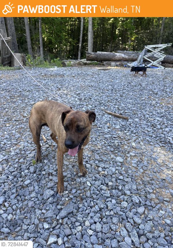 Found/Stray Female Dog last seen Tangled in trees down by Old Walland Highway, Walland, TN 37886