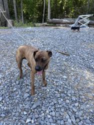 Found/Stray Female Dog last seen Tangled in trees down by Old Walland Highway, Walland, TN 37886