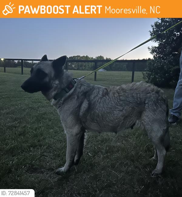 Found/Stray Female Dog last seen North Main Park/Hwy 152, Mooresville, NC 28115