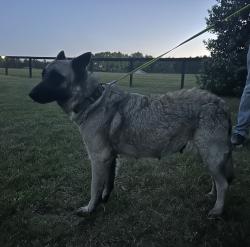 Found/Stray Female Dog last seen North Main Park/Hwy 152, Mooresville, NC 28115