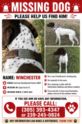 Lost Male Dog last seen Nw 38 PL, Cape Coral, FL 33993
