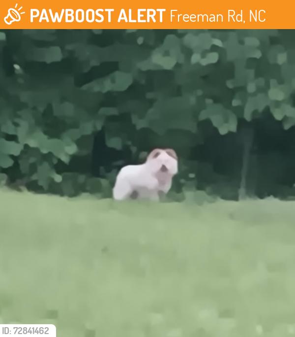 Found/Stray Unknown Dog last seen Piney Grove, Freeman Rd, NC 27284
