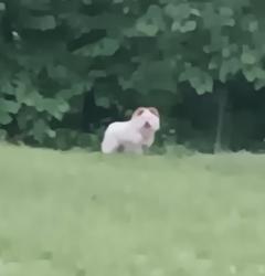 Found/Stray Unknown Dog last seen Piney Grove, Freeman Rd, NC 27284