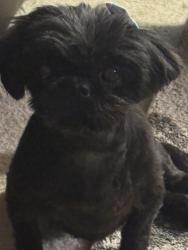 Lost Female Dog last seen Larchmont dr and Oliver rd., Fairfield, CA 94534