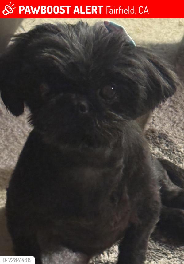 Lost Female Dog last seen Larchmont dr and Oliver rd., Fairfield, CA 94534