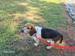 Found/Stray Female Dog last seen New Prospect Church Rd / Standridge Rd , Anderson County, SC 29625