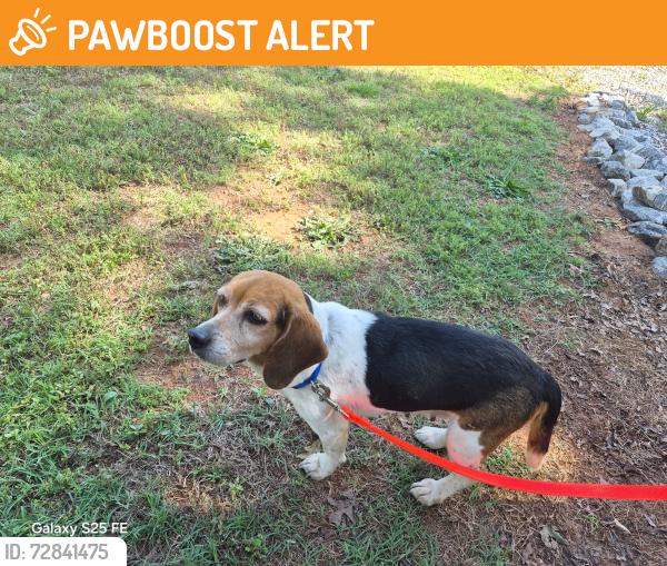 Found/Stray Female Dog last seen New Prospect Church Rd / Standridge Rd , Anderson County, SC 29625