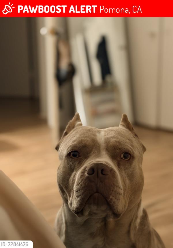 Lost Male Dog last seen Mills and San Bernardino St. , Pomona, CA 91767