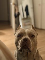 Lost Male Dog last seen Mills and San Bernardino St. , Pomona, CA 91767