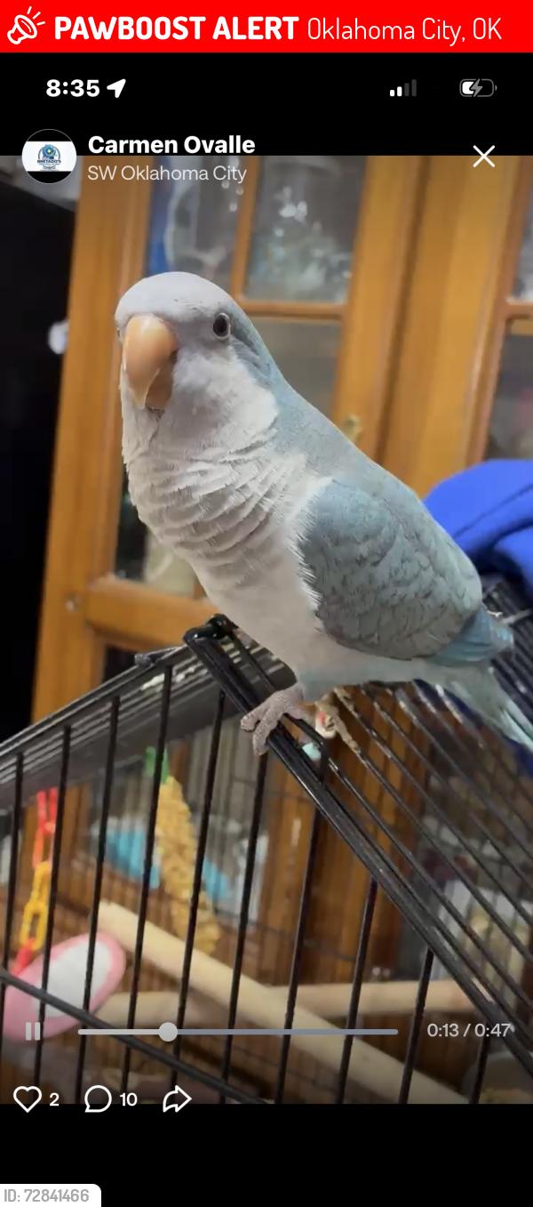 Lost Female Bird last seen Sw 34 th street s young’s, Oklahoma City, OK 73119