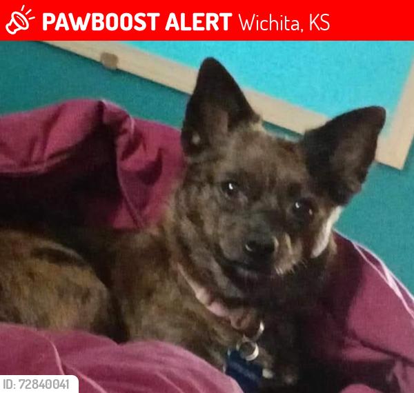 Lost Female Dog last seen Broadway & Murdock , Wichita, KS 67214