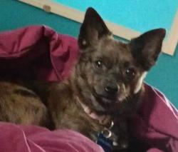 Lost Female Dog last seen Broadway & Murdock , Wichita, KS 67214