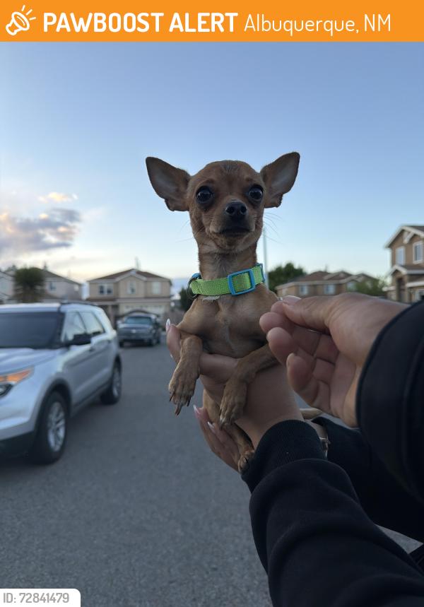Found/Stray Male Dog last seen Cebolleta ct and red mesa, Albuquerque, NM 87105