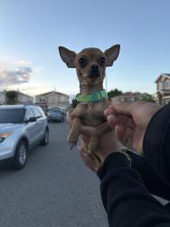 Found/Stray Male Dog last seen Cebolleta ct and red mesa, Albuquerque, NM 87105
