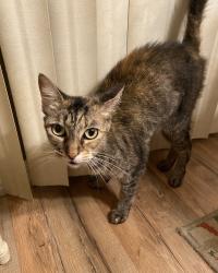Lost Female Cat last seen Hartford Road & Curtis Blvd., Cocoa, FL 32927