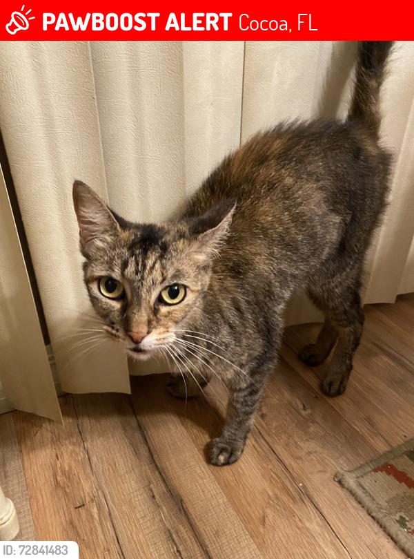 Lost Female Cat last seen Hartford Road & Curtis Blvd., Cocoa, FL 32927