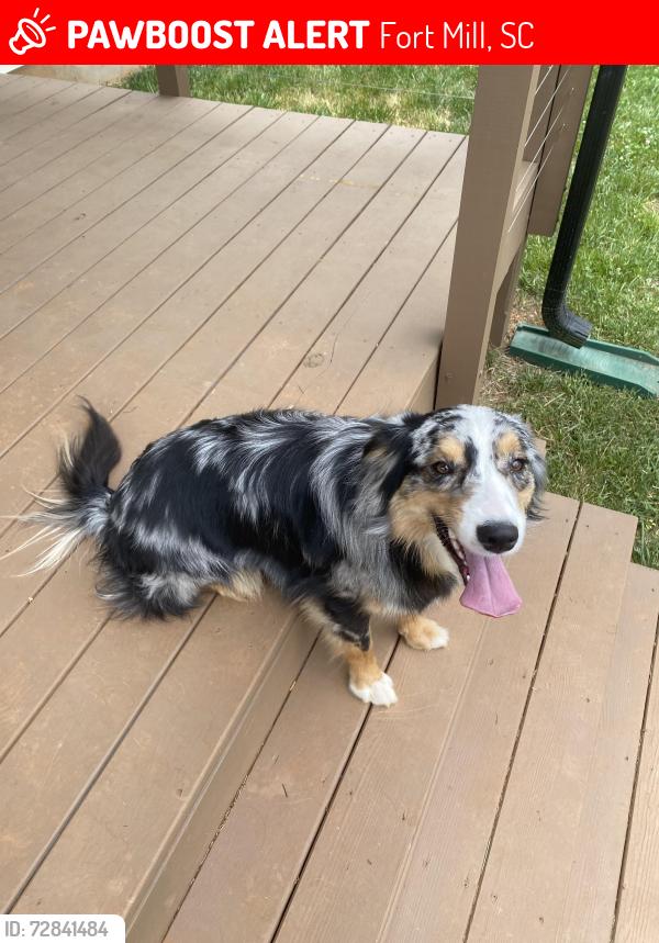 Lost Male Dog last seen Valero Gas Station, Fort Mill, SC 29707
