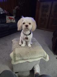 Reunited Female Dog last seen Dollar general, Columbus, OH 43224