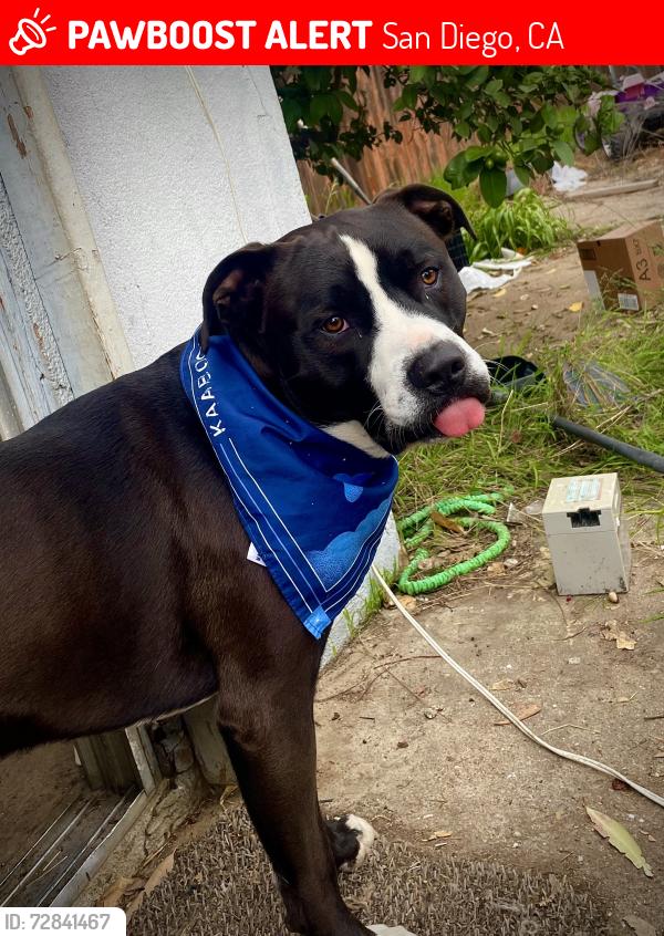 Lost Male Dog last seen 3rd ave and C st, San Diego, San Diego, CA 92102