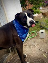 Lost Male Dog last seen 3rd ave and C st, San Diego, San Diego, CA 92102
