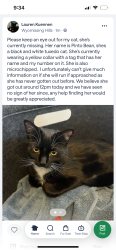 Lost Female Cat last seen Upland Rd, Wyomissing, PA 19610
