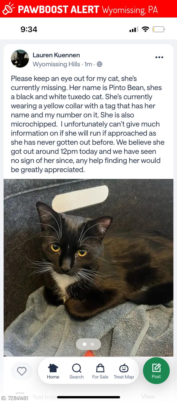 Lost Female Cat last seen Upland Rd, Wyomissing, PA 19610
