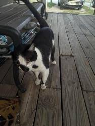 Found/Stray Female Cat last seen Bethel Road , Weatherford, TX 76087