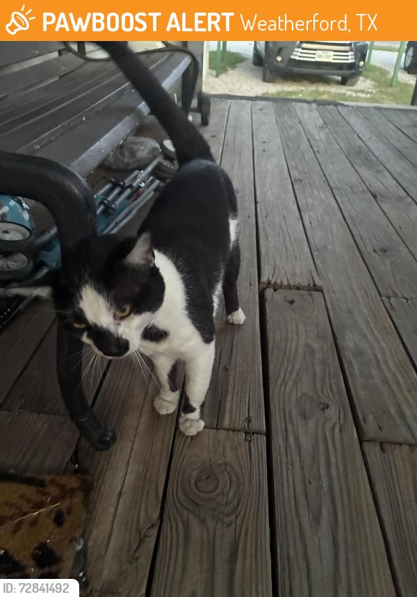 Found/Stray Female Cat last seen Bethel Road , Weatherford, TX 76087
