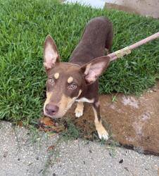 Found/Stray Female Dog last seen Near westfied neighborhood park , Harris County, TX 77449