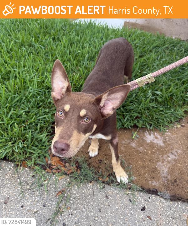 Found/Stray Female Dog last seen Near westfied neighborhood park , Harris County, TX 77449