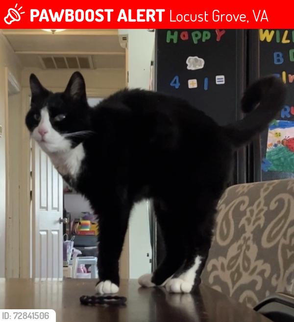 Lost Male Cat last seen Tally o, Locust Grove, VA 22508