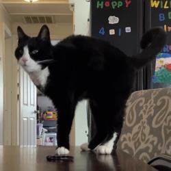 Lost Male Cat last seen Tally o, Locust Grove, VA 22508