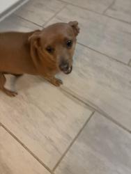 Found/Stray Female Dog last seen 46th and Wayne, Lubbock, TX 79414