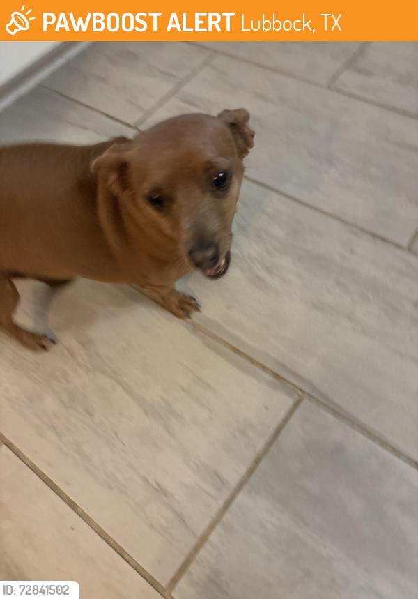Found/Stray Female Dog last seen 46th and Wayne, Lubbock, TX 79414