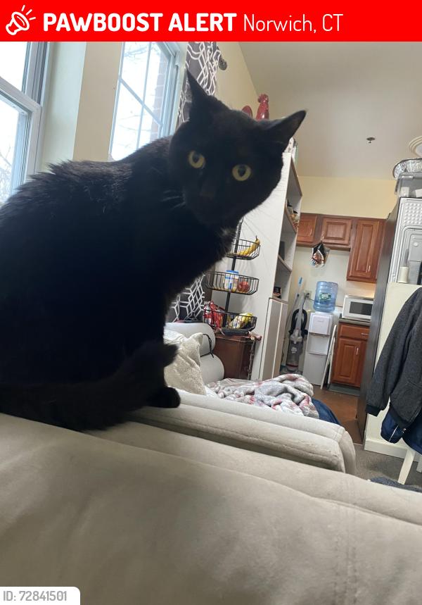 Lost Male Cat last seen Donahue Dr, Norwich, CT 06360