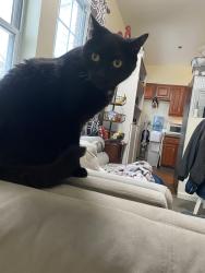 Lost Male Cat last seen Donahue Dr, Norwich, CT 06360