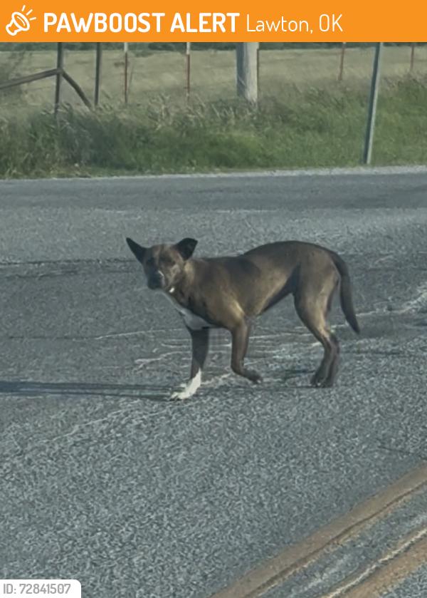 Found/Stray Unknown Dog last seen Bishop street , Lawton, OK 73505