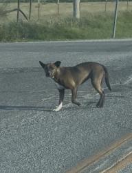 Found/Stray Unknown Dog last seen Bishop street , Lawton, OK 73505