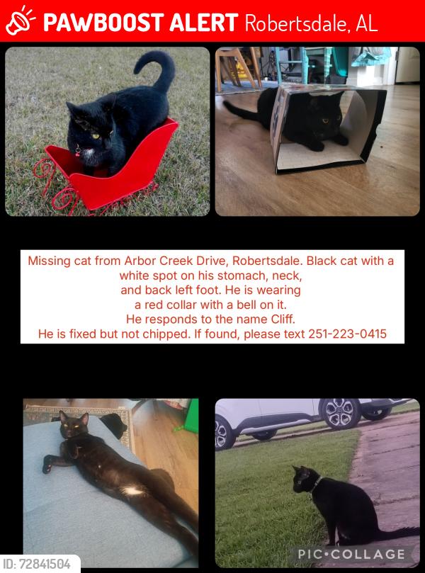 Lost Male Cat last seen Arbor Creek Drive and Hughen, Robertsdale, AL 36567