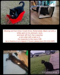Lost Male Cat last seen Arbor Creek Drive and Hughen, Robertsdale, AL 36567