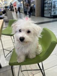 Reunited Female Dog last seen Derby St, Daly City, CA 94015