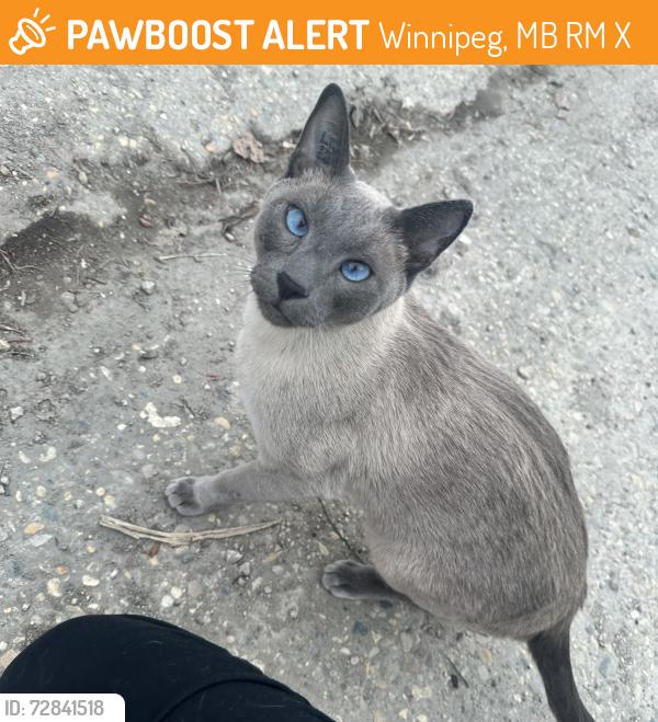 Found/Stray Male Cat last seen Alley between corydon and jessie between guelph and harrow, Winnipeg, MB R3M 0X2