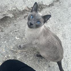 Found/Stray Male Cat last seen Alley between corydon and jessie between guelph and harrow, Winnipeg, MB R3M 0X2